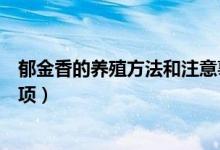 郁金香的养殖方法和注意事项（郁金香的养殖方法及注意事项）