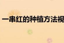 一串红的种植方法视频（一串红的种植方法）