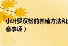 小叶罗汉松的养殖方法和注意事项（罗汉松的养殖方法和注意事项）