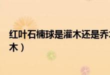 红叶石楠球是灌木还是乔木植物（红叶石楠球是灌木还是乔木）