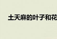 土天麻的叶子和花的图片大全（土天麻）