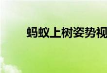 蚂蚁上树姿势视频（蚂蚁上树姿势）