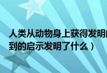 人类从动物身上获得发明的启示有哪些（人类从动物身上得到的启示发明了什么）