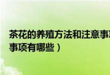 茶花的养殖方法和注意事项有哪些（棕竹的养殖方法和注意事项有哪些）