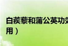 白蒺藜和蒲公英功效与作用(蒲公英功效与作用)