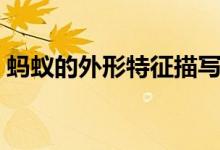 蚂蚁的外形特征描写简单（蚂蚁的外形特征）