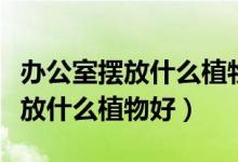 办公室摆放什么植物好养又风水好（办公室摆放什么植物好）