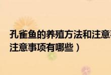 孔雀鱼的养殖方法和注意事项有哪些（五色梅的养殖方法和注意事项有哪些）