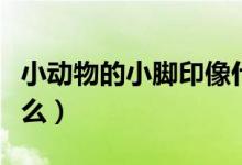 小动物的小脚印像什么（小动物的脚印各像什么）
