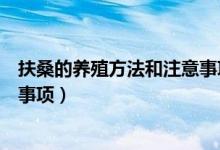 扶桑的养殖方法和注意事项有哪些（扶桑的养殖方法和注意事项）