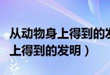 从动物身上得到的发明创造有哪些（从动物身上得到的发明）