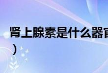 肾上腺素是什么器官分泌的（肾上腺素是什么）