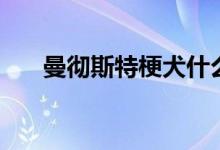 曼彻斯特梗犬什么价格（曼彻斯特梗）