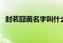 封茗囧菌名字叫什么（封茗囧菌是哪国人）