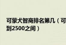 可蒙犬智商排名第几（可蒙犬大概多少钱 一般价格在1000到2500之间）