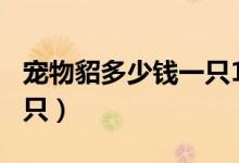 宠物貂多少钱一只100元的（宠物貂多少钱一只）