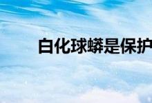 白化球蟒是保护动物吗（白化球蟒）