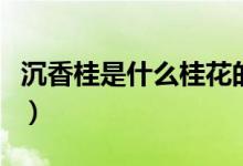 沉香桂是什么桂花的别名（沉香桂是什么桂花）