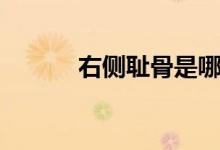右侧耻骨是哪里（耻骨是哪里）