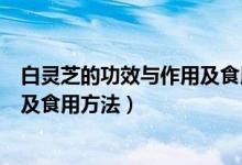 白灵芝的功效与作用及食用方法禁忌（白灵芝的功效与作用及食用方法）