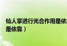仙人掌进行光合作用是依靠什么传播（仙人掌进行光合作用是依靠）