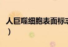 人巨噬细胞表面标志物（人巨噬细胞表面标志）