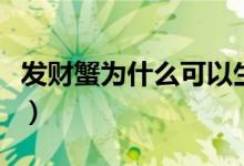 发财蟹为什么可以生吃（发财蟹为什么能生吃）