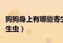 狗狗身上有哪些寄生虫（狗狗身体里有哪些寄生虫）