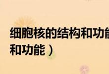 细胞核的结构和功能教学反思（细胞核的结构和功能）