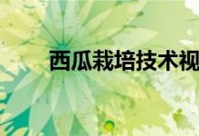 西瓜栽培技术视频（西瓜栽培技术）