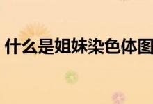 什么是姐妹染色体图解（什么是姐妹染色体）