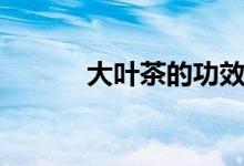 大叶茶的功效与作用（大叶茶）