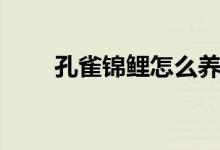 孔雀锦鲤怎么养（孔雀锦鲤的标准）