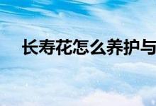 长寿花怎么养护与浇水(长寿花怎么养)