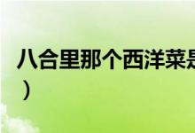 八合里那个西洋菜是什么菜（西洋菜是什么菜）