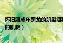怀旧服成年黑龙的肌腱哪里刷(猎人60史诗弓任务成年黑龙的肌腱)