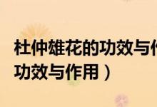 杜仲雄花的功效与作用及禁忌症（杜仲雄花的功效与作用）