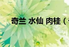 奇兰 水仙 肉桂（奇兰水仙肉桂的区别）