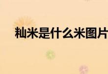 籼米是什么米图片欣赏（籼米是什么米）