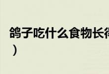 鸽子吃什么食物长得大又壮又肥（鸽子吃什么）