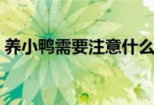 养小鸭需要注意什么（养小鸭子要注意什么）