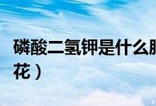 磷酸二氢钾是什么肥料(磷酸二氢钾适合什么花)