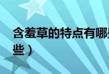 含羞草的特点有哪些?（含羞草的特点都有哪些）