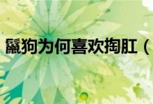 鬣狗为何喜欢掏肛（鬣狗为什么掏自己肠子）