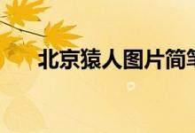 北京猿人图片简笔画（北京猿人图片）