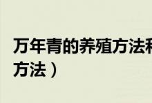 万年青的养殖方法和浇水时间（万年青的养殖方法）