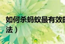 如何杀蚂蚁最有效的方法（杀蚂蚁最有效的方法）