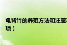 龟背竹的养殖方法和注意事项（虎皮兰的养殖方法和注意事项）