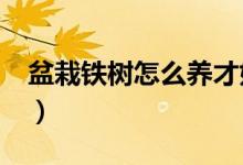 盆栽铁树怎么养才好?（盆栽铁树的养殖方法）