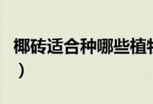 椰砖适合种哪些植物呢（椰砖适合种哪些植物）